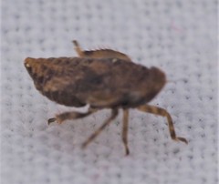 Errhomenus brachypterus