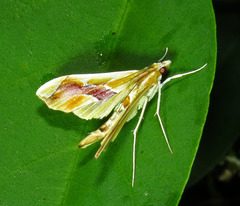 Agathodes monstralis