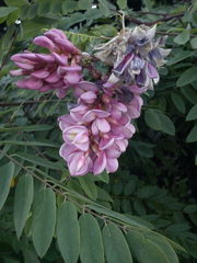 Robinia viscosa