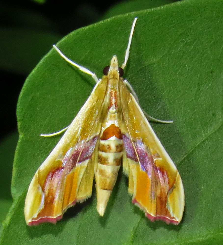 Agathodes designalis (Insectos de Veracruz. Part 2A Lepidoptera ...