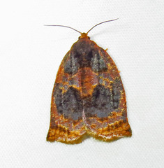 Archips infumatana