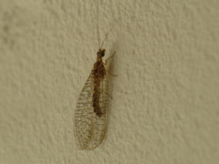 Pseudomallada venosus