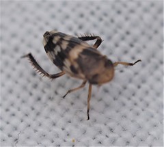Anoscopus alpinus