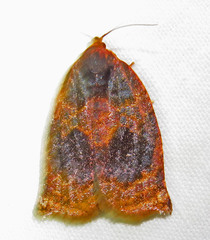 Archips infumatana