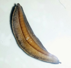 Veronicelloidea