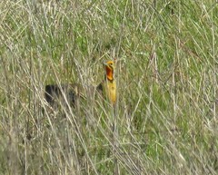 Macronyx capensis capensis