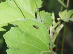 Plagioneurus univittatus