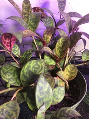 Aeschynanthus longicaulis