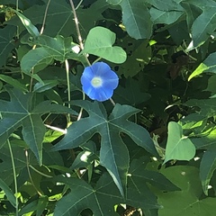 Ipomoea hederacea integriuscula