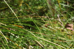 Carex appropinquata