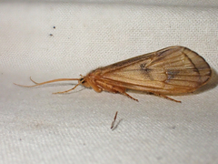 Onocosmoecus unicolor