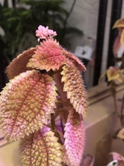 Pilea mollis