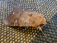 Eriopyga