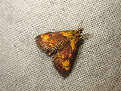 Pyrausta orphisalis