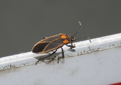 Ochrimnus lineoloides