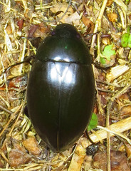 Hydrophilus ovatus