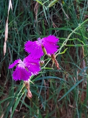 Dianthus