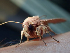 Eriopyga