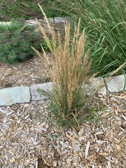 Calamagrostis × acutiflora