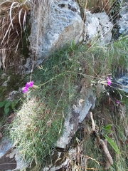 Dianthus