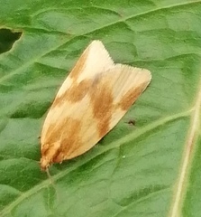 Clepsis steineriana