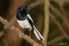 Copsychus albospecularis