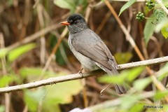 Hypsipetes madagascariensis