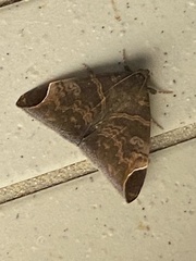 Pindara illibata