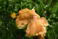 Hygrocybe intermedia