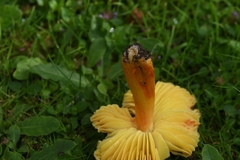 Hygrocybe intermedia