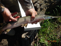 Lepisosteus platostomus