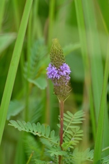 Dalea foliosa