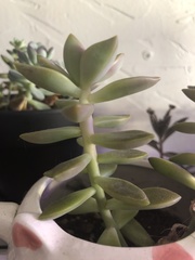 × Graptosedum