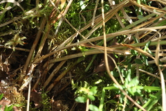 Carex appropinquata