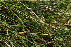 Carex appropinquata