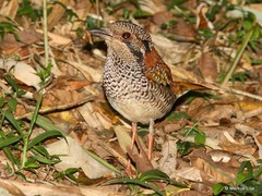 Geobiastes squamiger