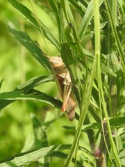 Stenocatantops mistshenkoi