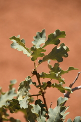 Quercus welshii