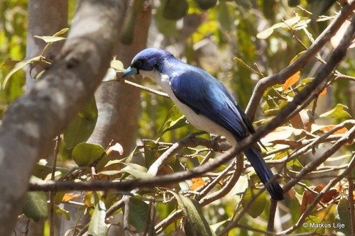 Madagascar Blue Vanga