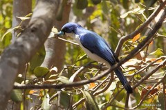 Cyanolanius madagascarinus