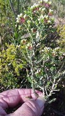 Agathosma latipetala