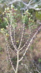 Agathosma latipetala