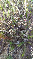 Agathosma latipetala