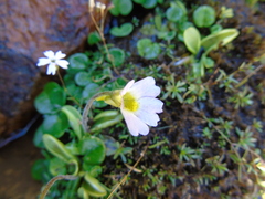 Pinguicula hirtiflora