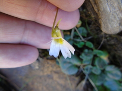 Pinguicula hirtiflora