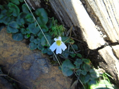 Pinguicula hirtiflora