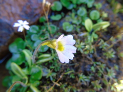 Pinguicula hirtiflora