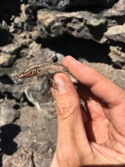 Sceloporus graciosus graciosus