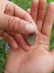 Coenonympha haydenii