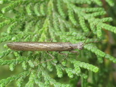 Perlamantis alliberti